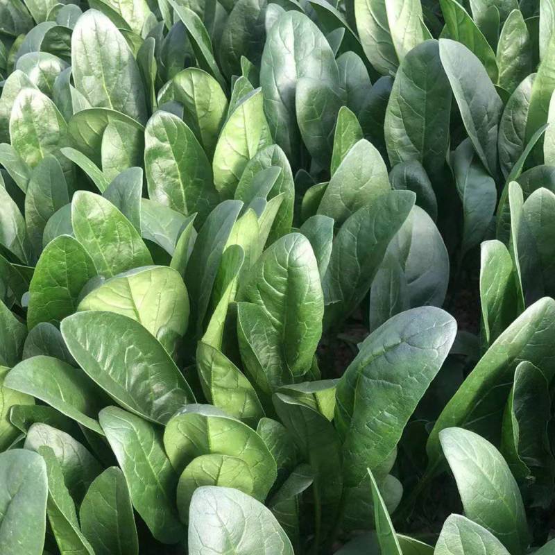 河南省安阳市滑县果蔬基地，菠菜，大叶菠菜，大量供应中