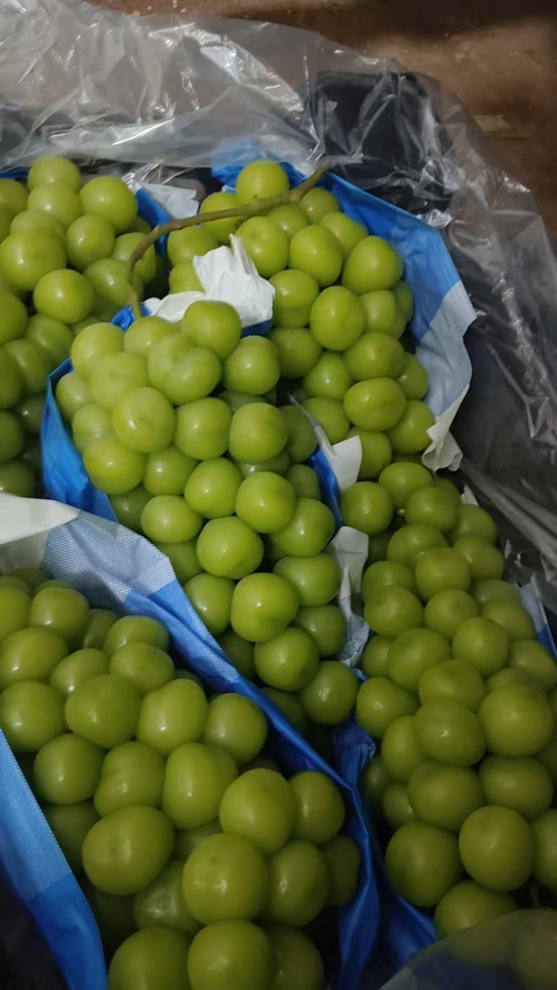 玫瑰阳光玫瑰出库大量出库