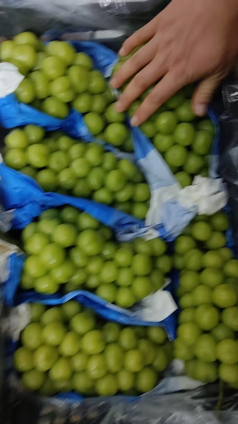 玫瑰阳光玫瑰出库大量出库