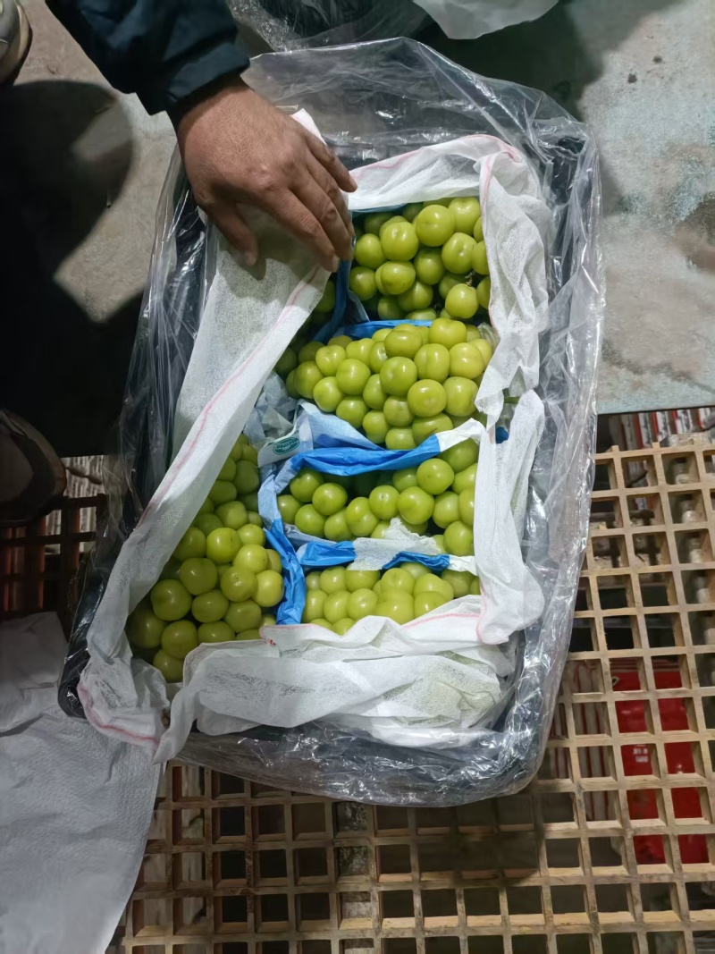 玫瑰阳光玫瑰出库大量出库
