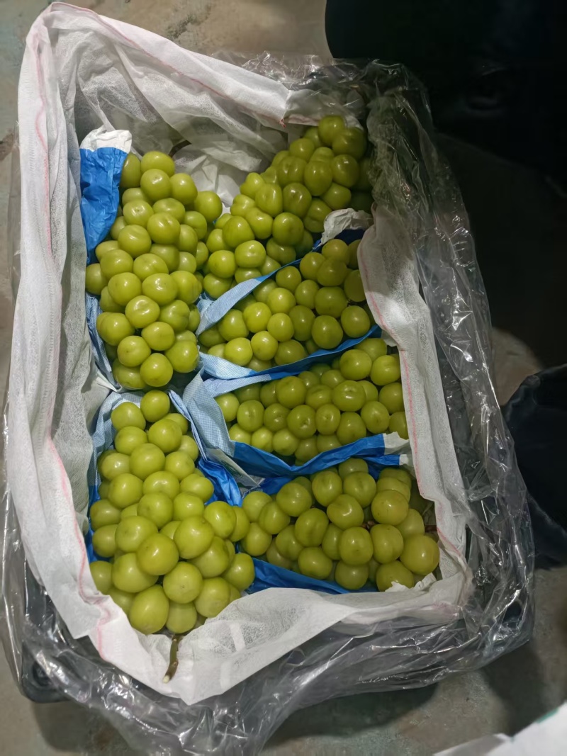 玫瑰阳光玫瑰出库大量出库
