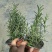 观叶植物迷迭香120杯，基地有量，欢迎来一亩田订购。
