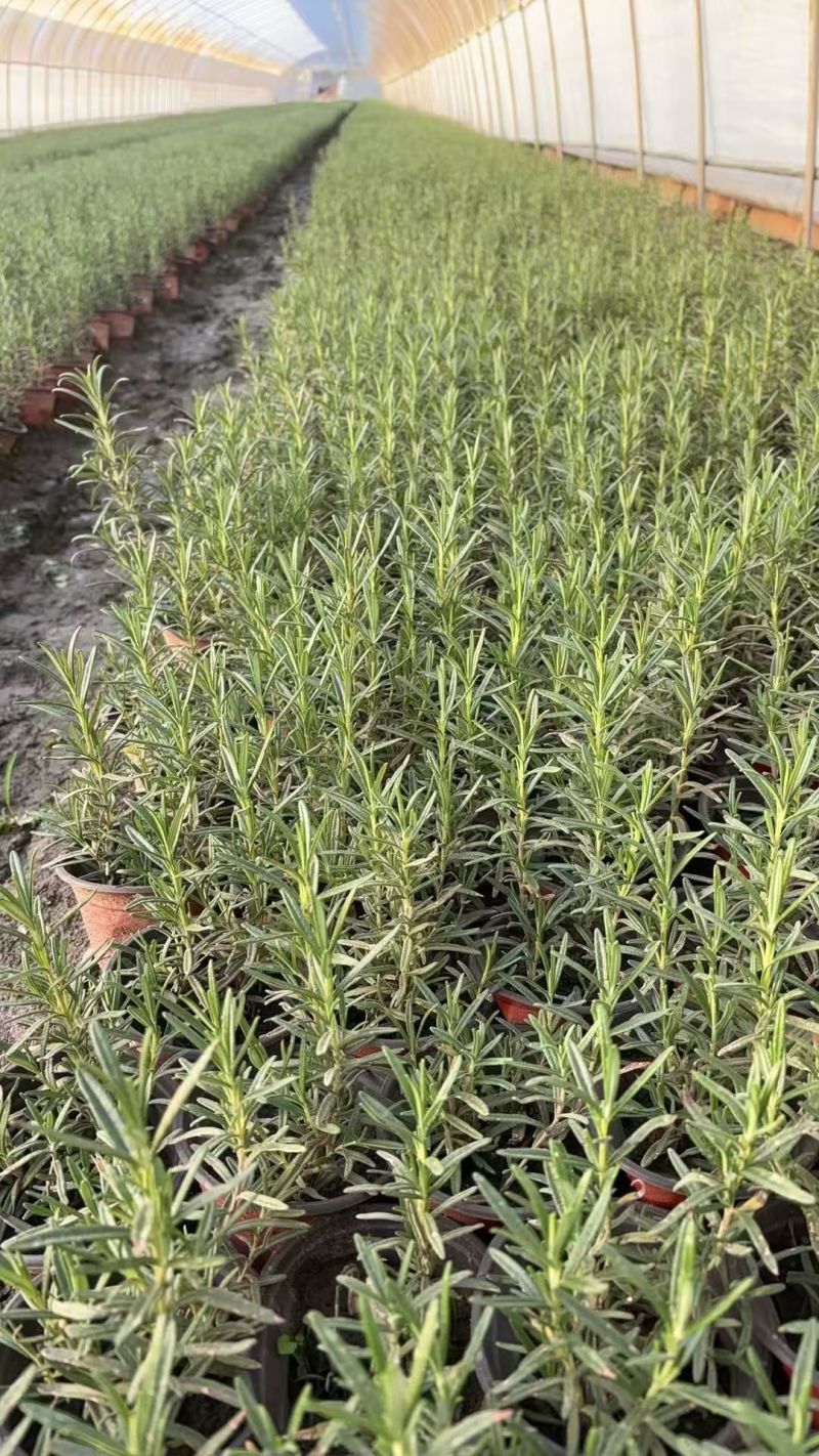 观叶植物迷迭香120杯，基地有量，欢迎来一亩田订购。