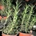 观叶植物迷迭香120杯，基地有量，欢迎来一亩田订购。