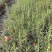 观叶植物迷迭香120杯，基地有量，欢迎来一亩田订购。