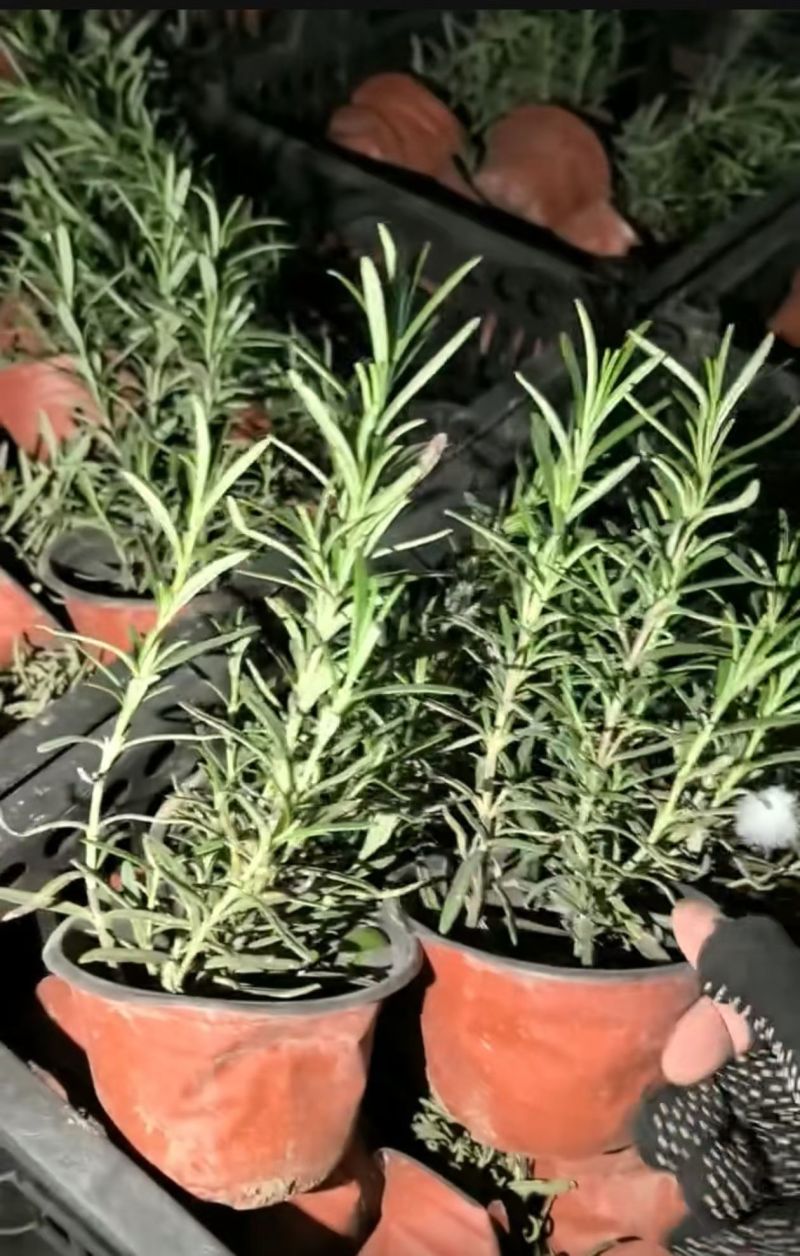 观叶植物迷迭香120杯，基地有量，欢迎来一亩田订购。