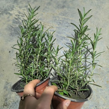 观叶植物迷迭香120杯，基地有量，欢迎来一亩田订购。