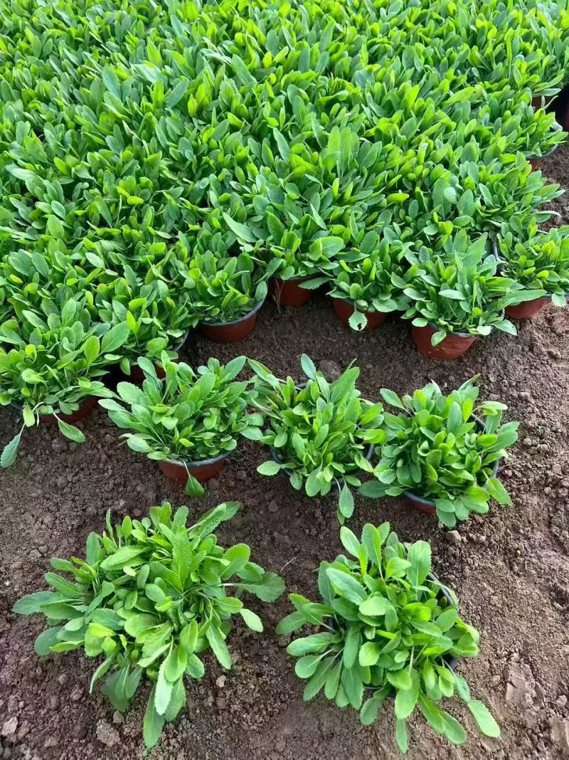 观花植物，大花金鸡菊120杯，基地有量，欢迎来一亩田订购