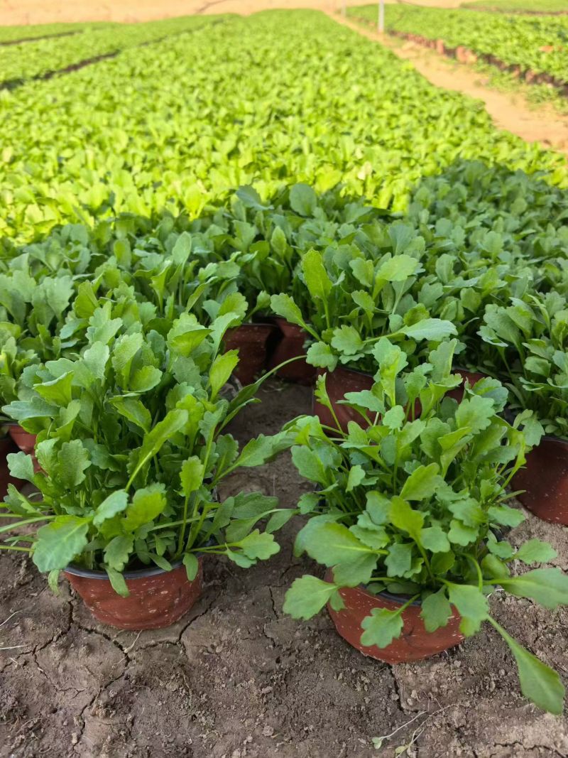 观花植物，大花金鸡菊120杯，基地有量，欢迎来一亩田订购