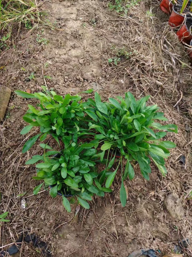 观花植物，大花金鸡菊120杯，基地有量，欢迎来一亩田订购