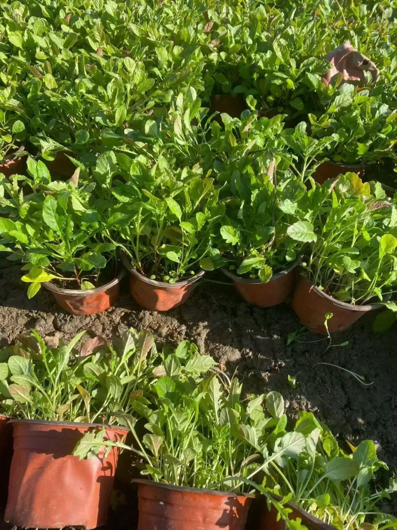 观花植物，大花金鸡菊120杯，基地有量，欢迎来一亩田订购