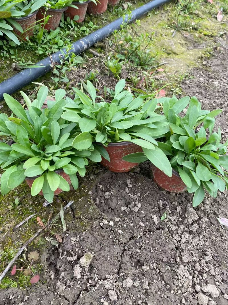 观花植物，大花金鸡菊120杯，基地有量，欢迎来一亩田订购