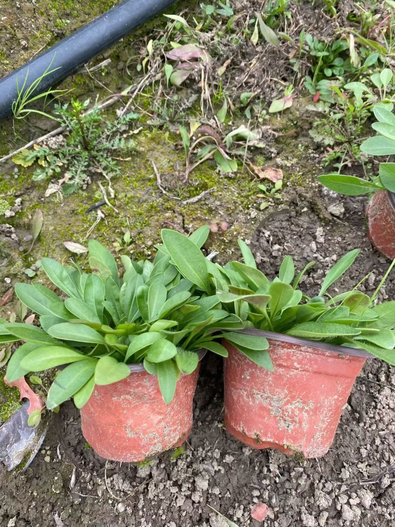 观花植物，大花金鸡菊120杯，基地有量，欢迎来一亩田订购