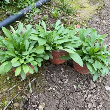 观花植物，大花金鸡菊120杯，基地有量，欢迎来一亩田订购