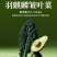 精品皱叶菜叶片肥厚褶皱多颜色墨绿