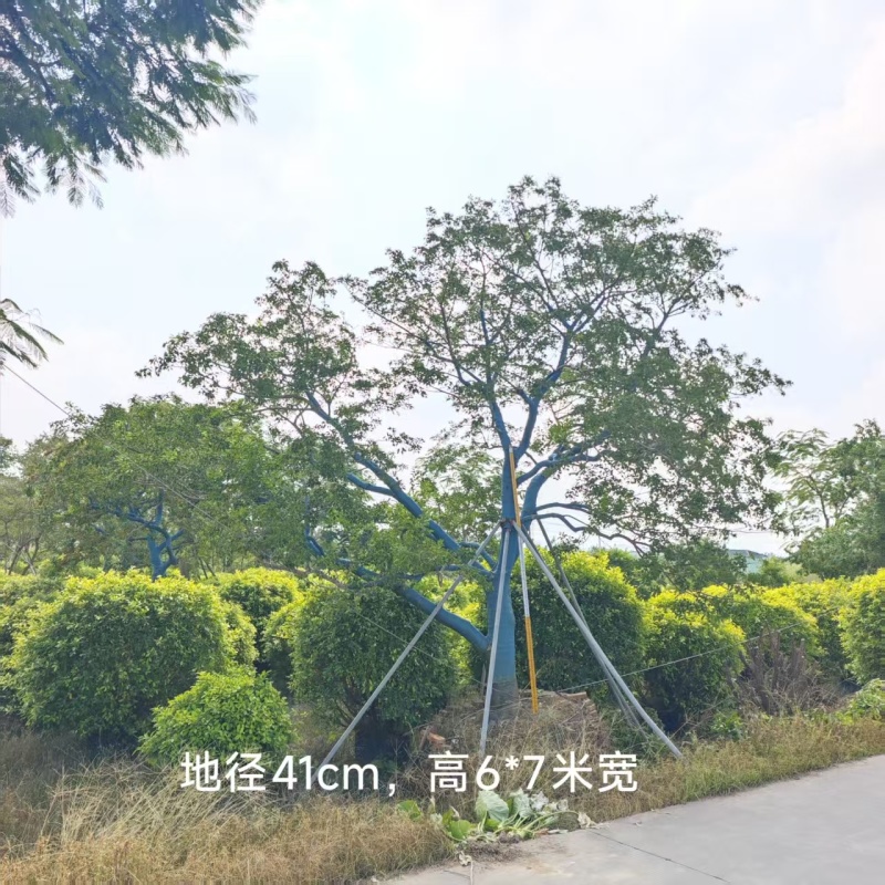 2512供应斜飘特选全冠造型红果铁冬青