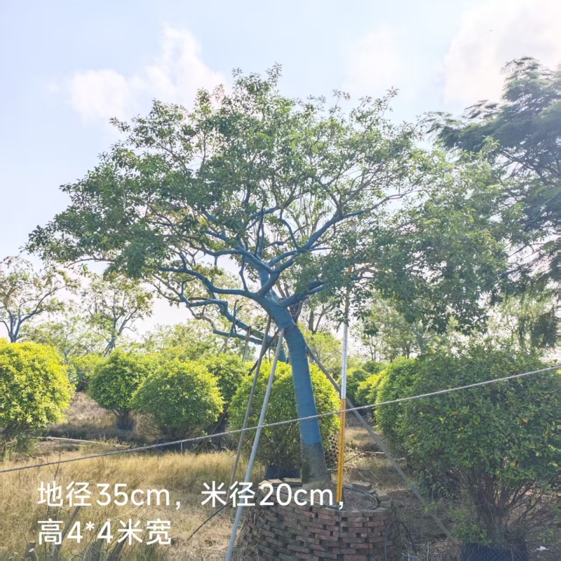 2512供应斜飘特选全冠造型红果铁冬青