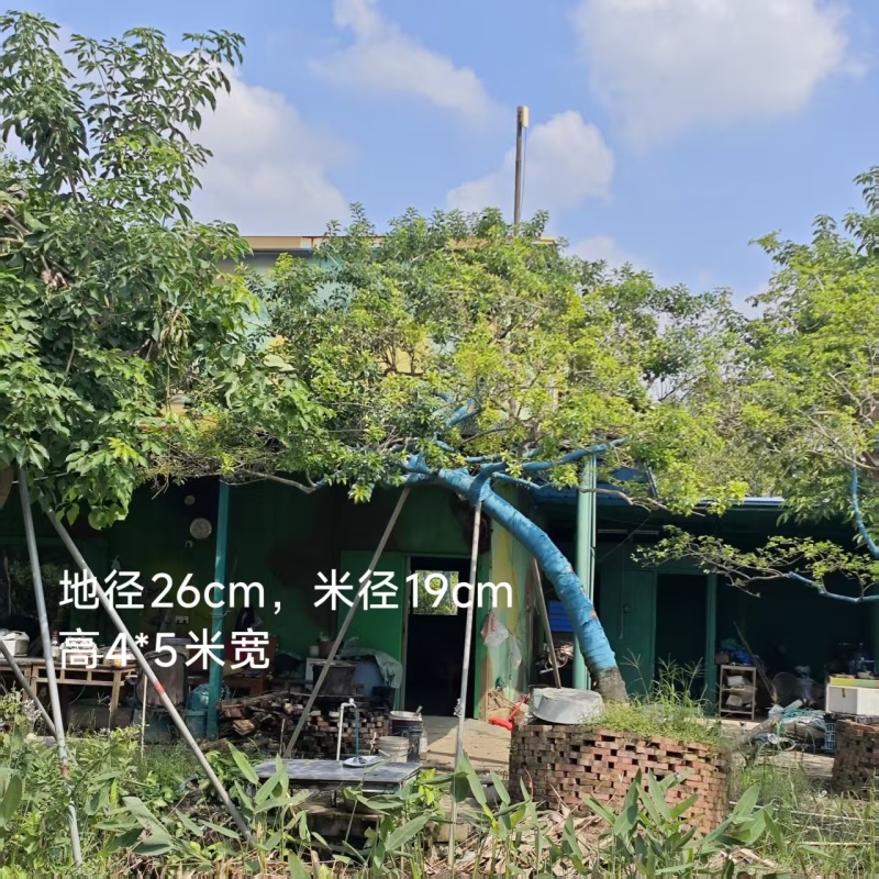 2512供应斜飘特选全冠造型红果铁冬青