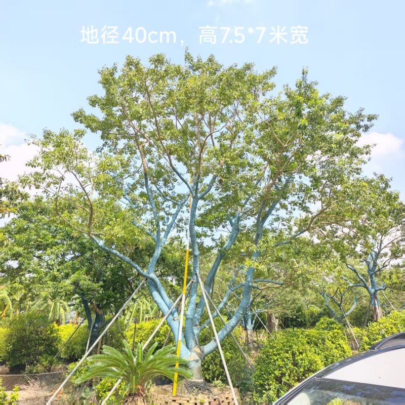 2512供应斜飘特选全冠造型红果铁冬青