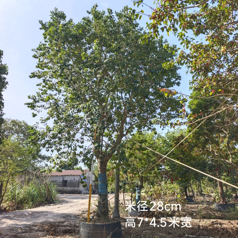 2512供应斜飘特选全冠造型红果铁冬青
