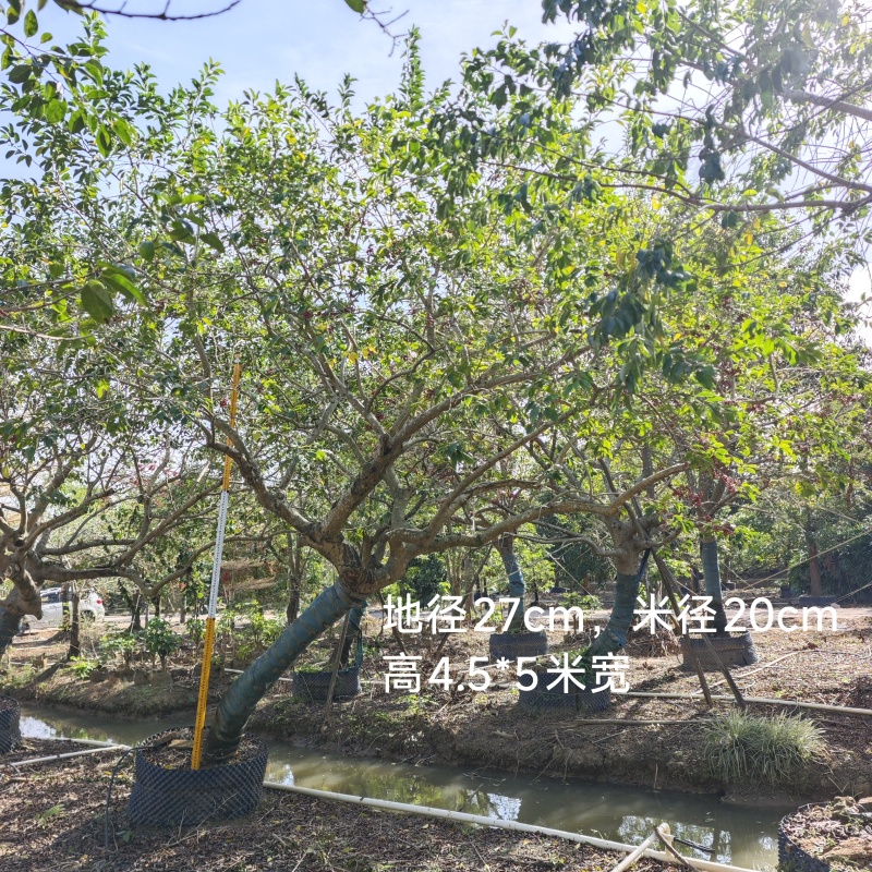 2512供应斜飘特选全冠造型红果铁冬青