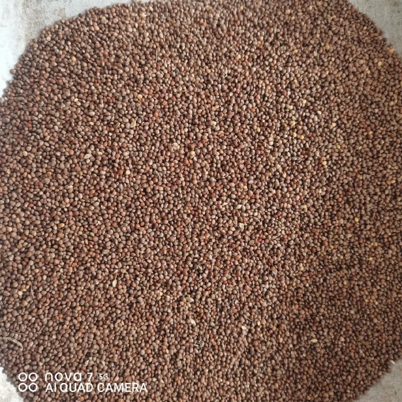 紫苏子常年大货供应保证质量规格齐全榨油原料