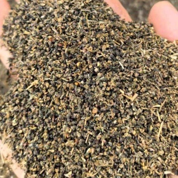 碱蓬草种子