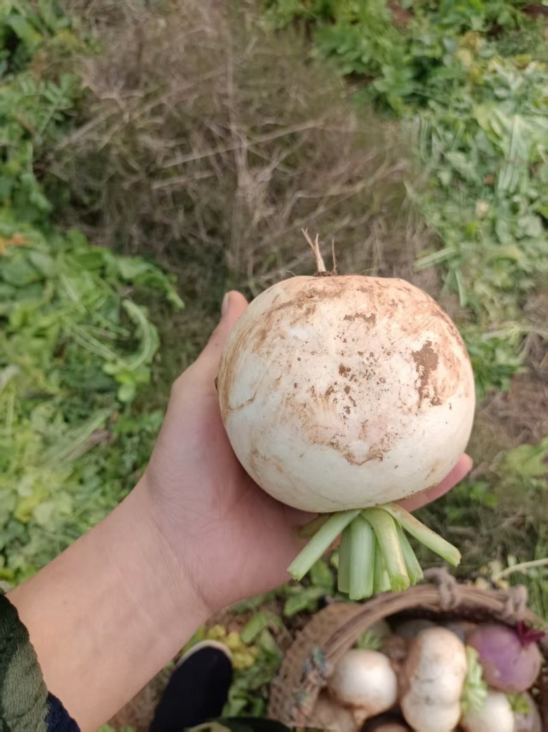 圆萝卜，两种萝卜，两个园子