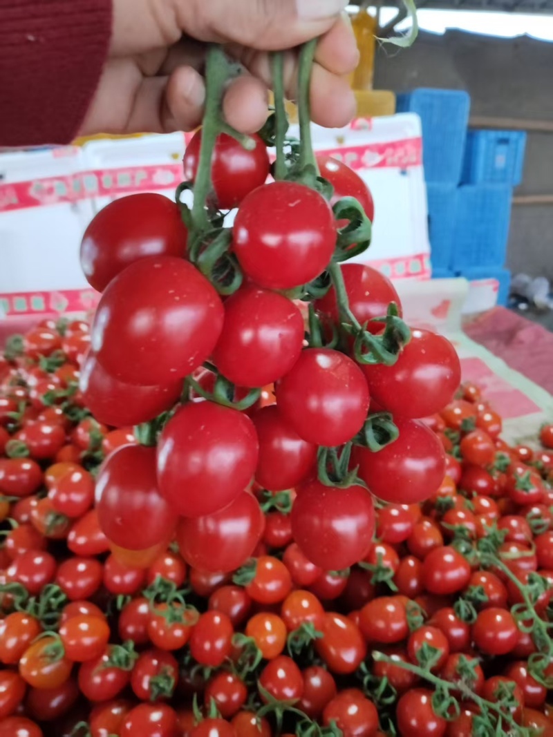 精品粉圣女果大量上市产地直发一手货源保质保量全国发货量大价优