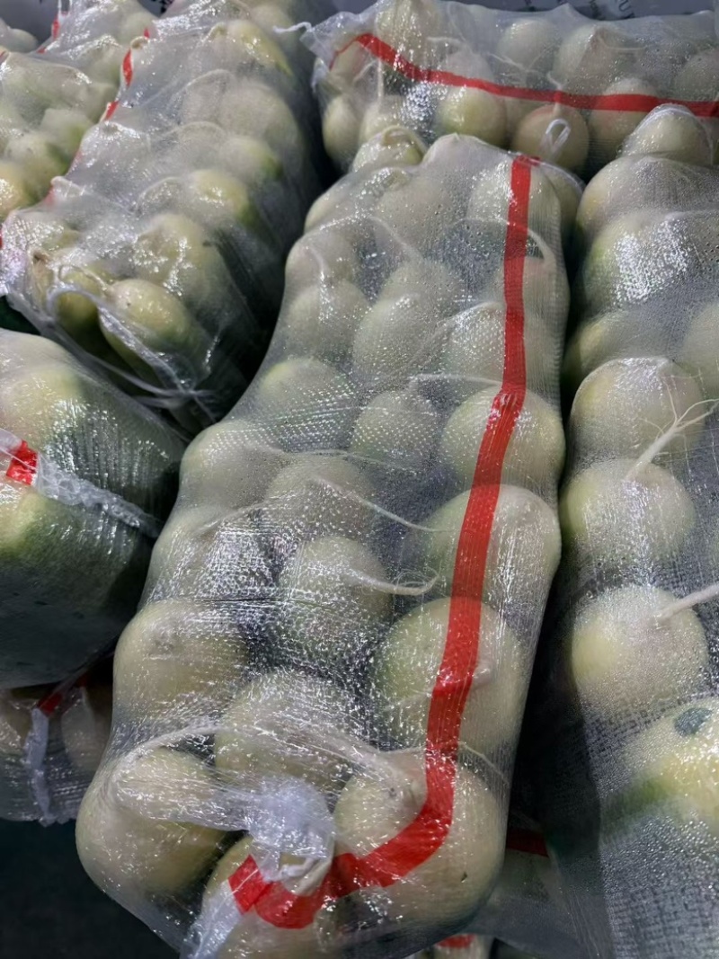 湖北优质青皮萝卜大量供应