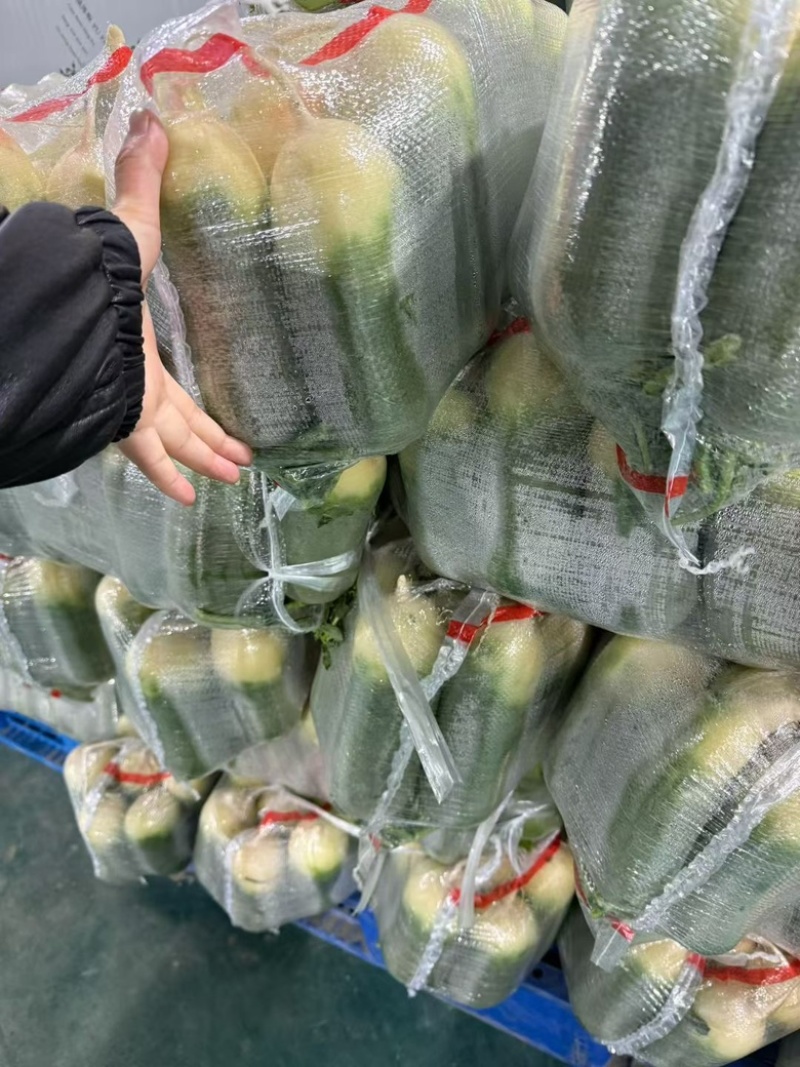 湖北优质青皮萝卜大量供应