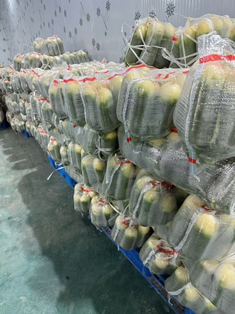 湖北优质青皮萝卜大量供应