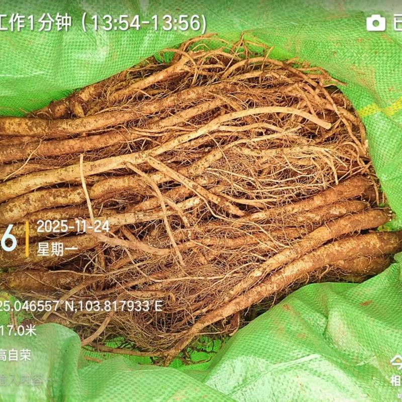 云南陆良高海拔臭参价格便宜药膳同补种植基地现货直发