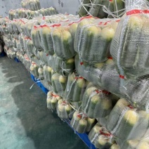 湖北优质青皮萝卜大量供应