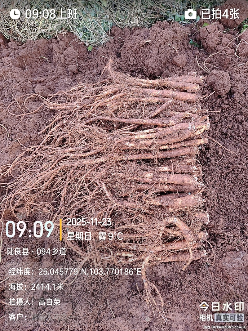 云南陆良高海拔臭参价格便宜药膳同补种植基地现货直发