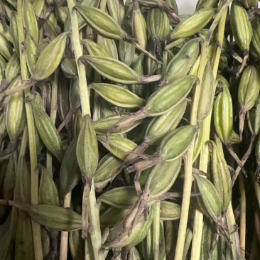 毛慈菇果夹