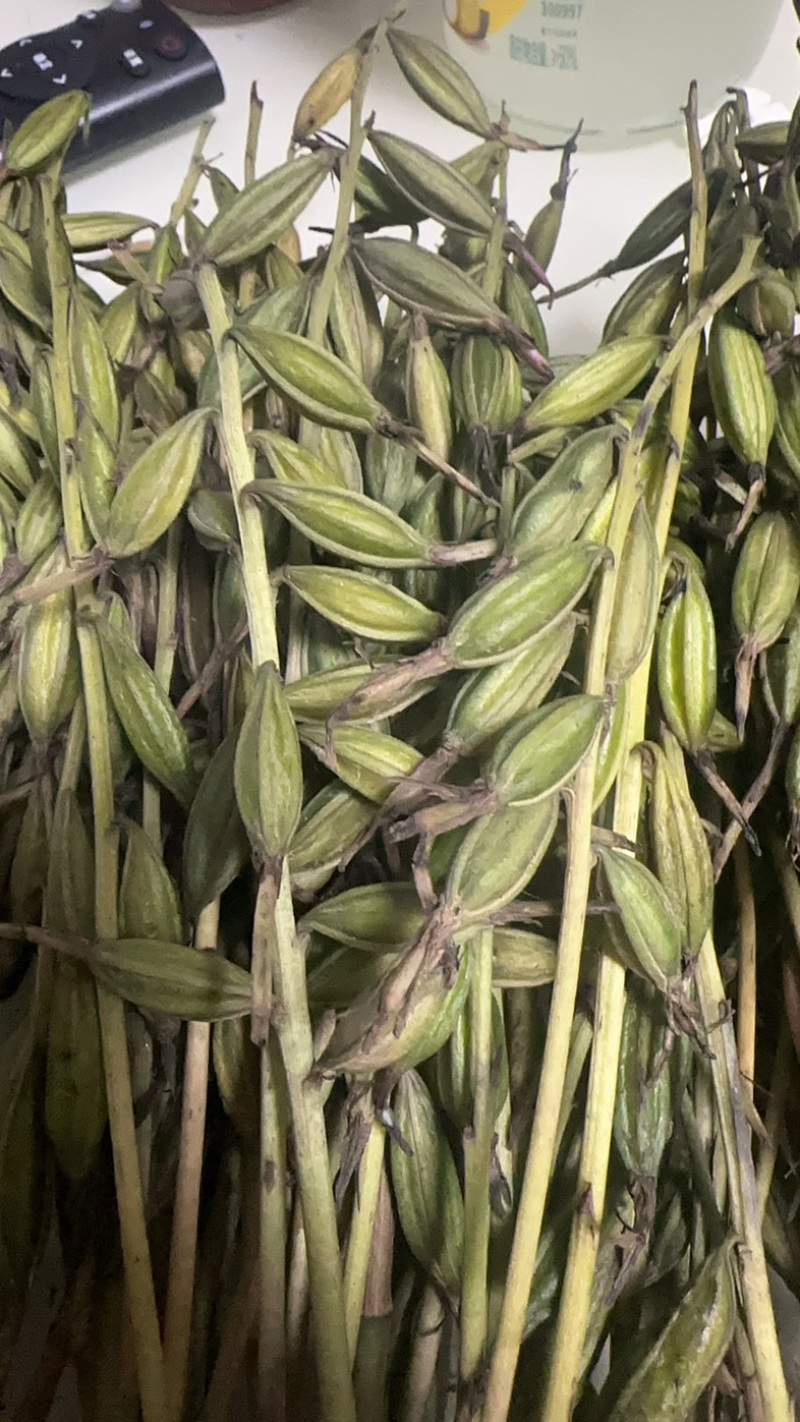 毛慈菇果夹
