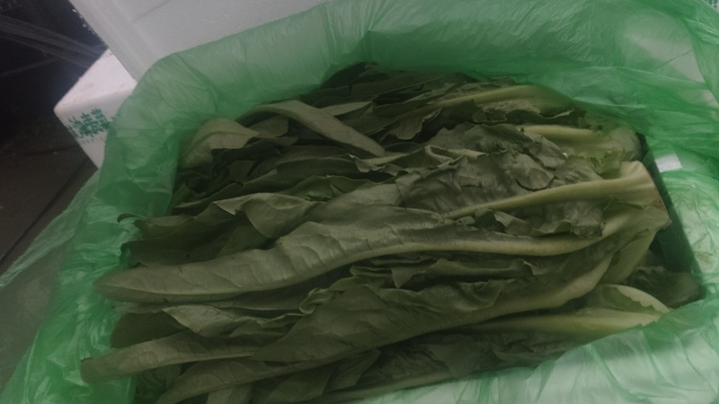 本地精品油麦菜