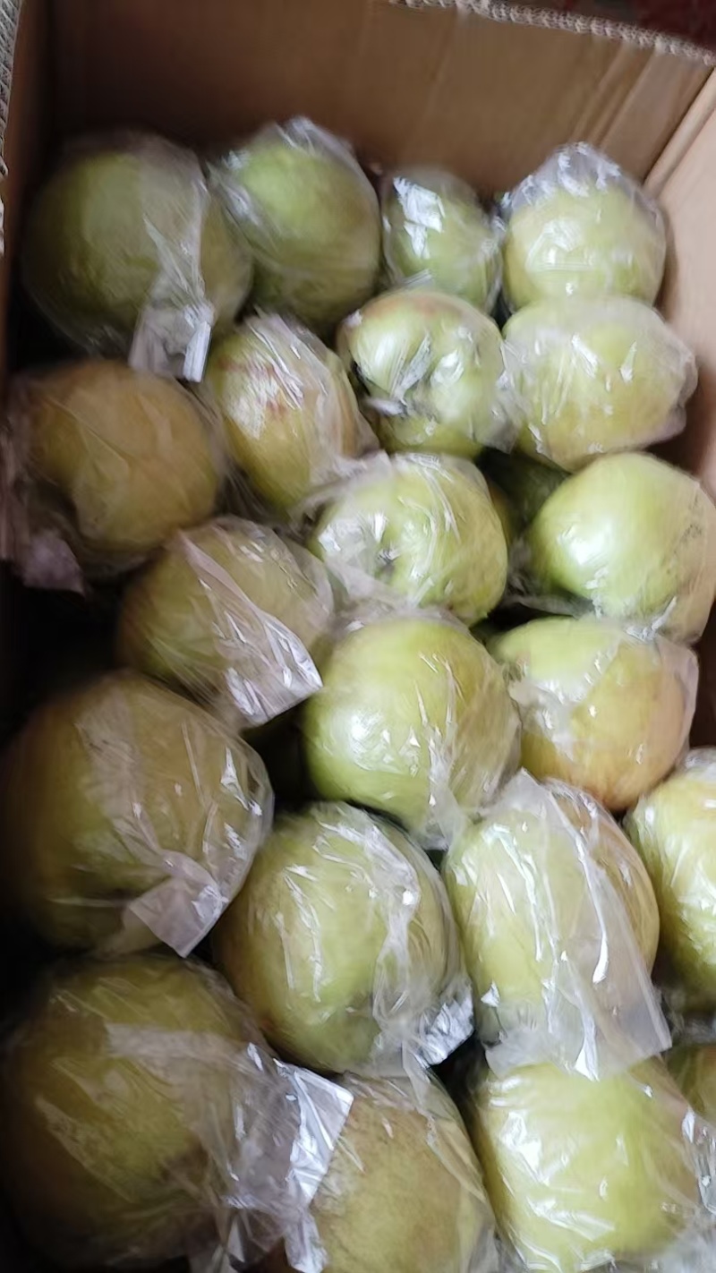 玉露香梨