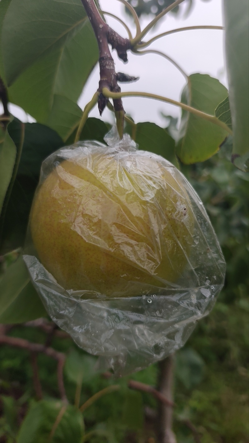 玉露香梨