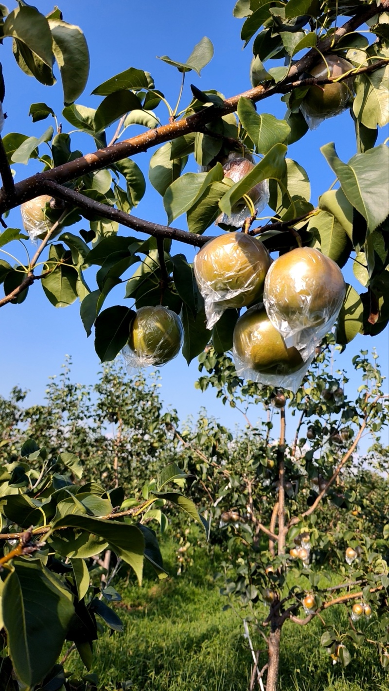 玉露香梨
