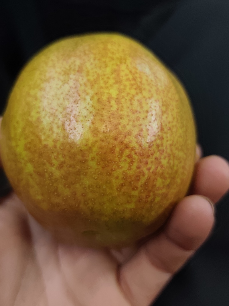 玉露香梨