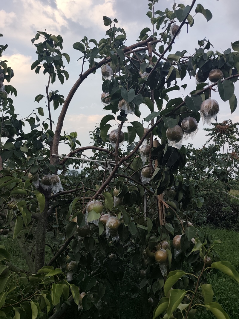 玉露香梨