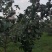 玉露香梨