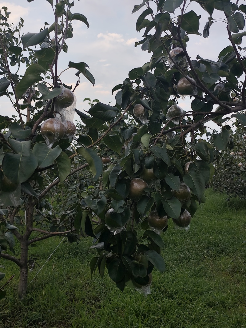 玉露香梨