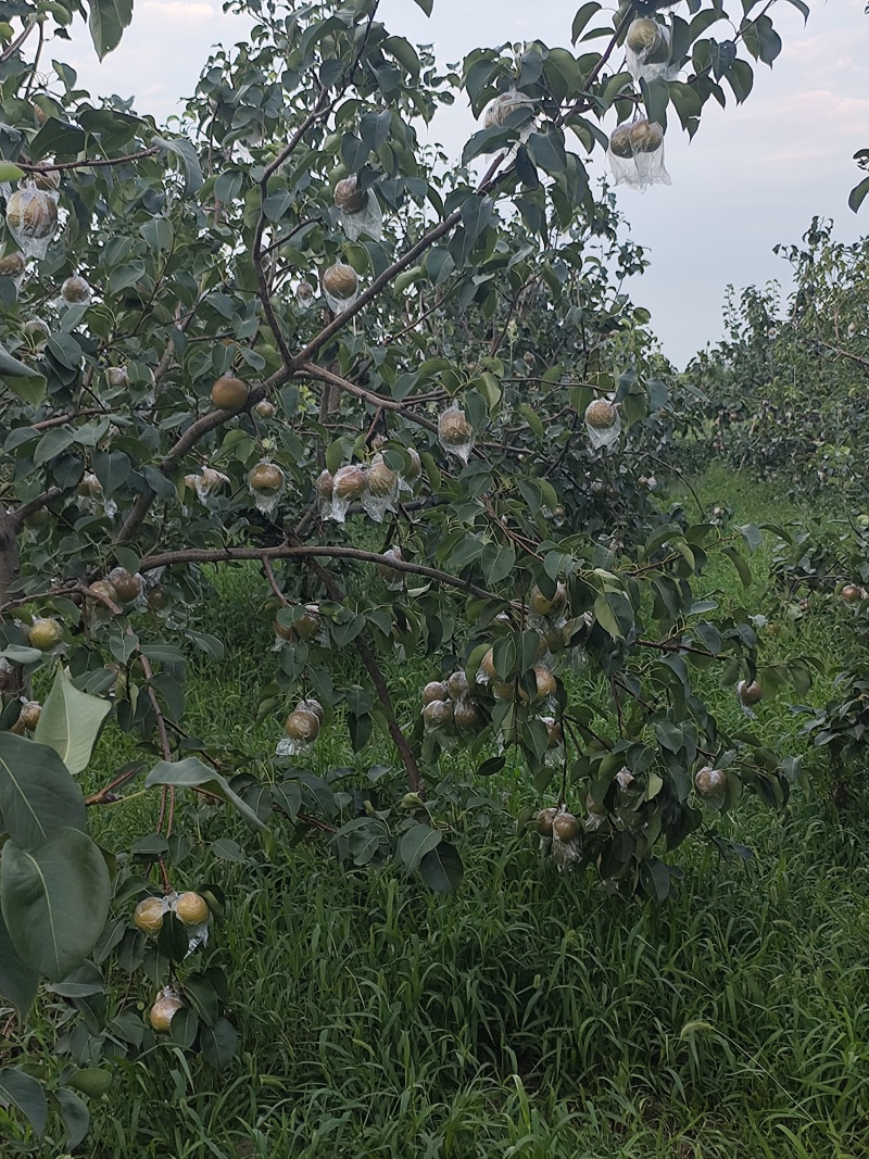 玉露香梨