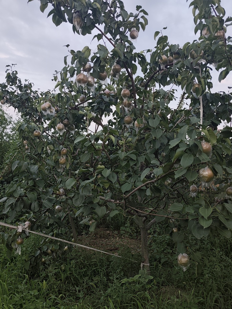 玉露香梨