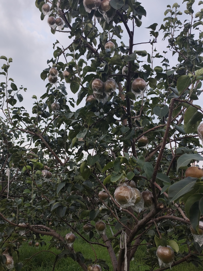玉露香梨