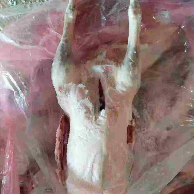 一级全鹅