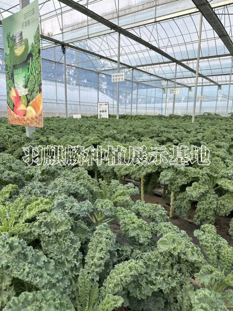 进口羽麒麟羽衣甘蓝皱叶菜餐饮茶饮指定品种，产量高，口感好